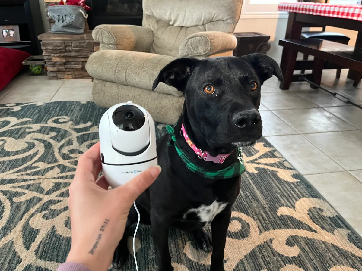 SeeMyPet Cam in use