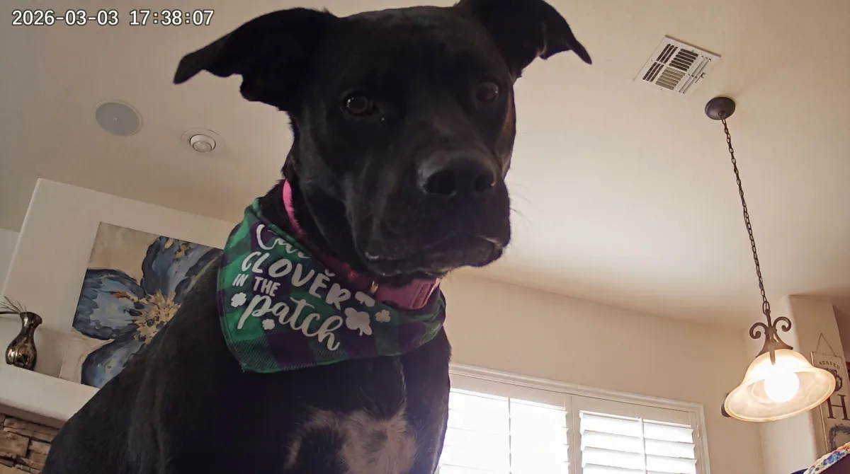 SeeMyPet Cam in real use